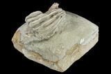 Fossil Crinoid (Macrocrinus) Crown - Indiana #114351-2